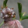 Wooly Clover (Trifolium tomentosum): A native ground cover which was very successful near the parking area.